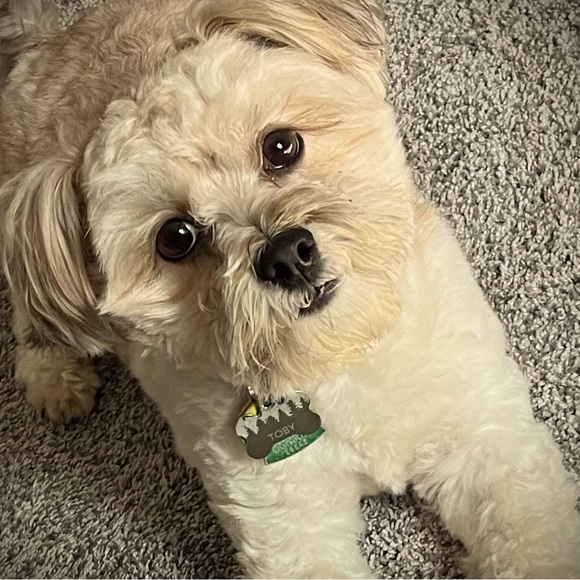 Meet your Posher, Alicia - Picture 1 of 1